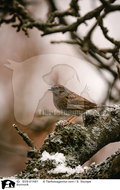 dunnock / SVS-01481