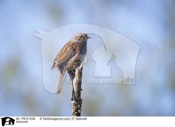 dunnock / PK-01436