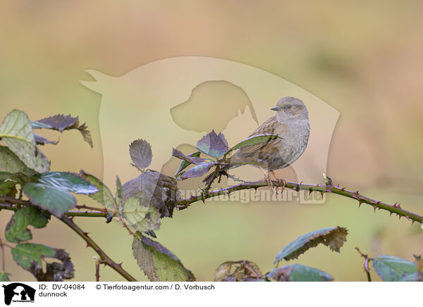 dunnock / DV-04084