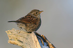 dunnock