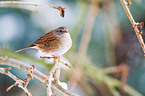 dunnock