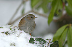 dunnock