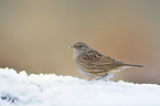 dunnock