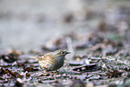 dunnock