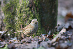 dunnock