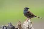 Hedge brown on tree trunk