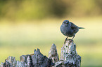 sitting Dunnock