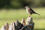 sitting Dunnock