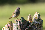 sitting Dunnock