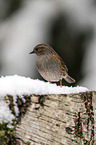 dunnock