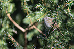 dunnock