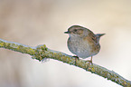 dunnock