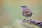 dunnock