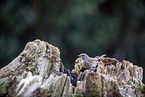 Hedge Accentor on tree stump