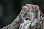 Hedge Accentor on tree stump