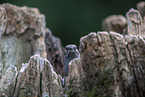 Hedge Accentor on tree stump