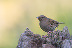 dunnock