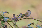 dunnock