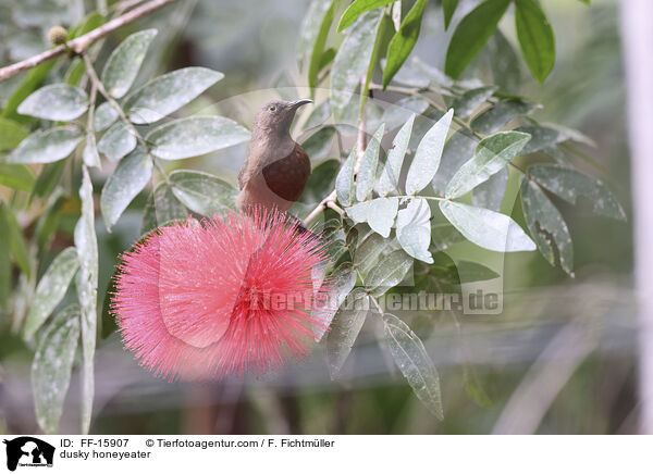 dusky honeyeater / FF-15907