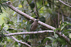 dusky honeyeater