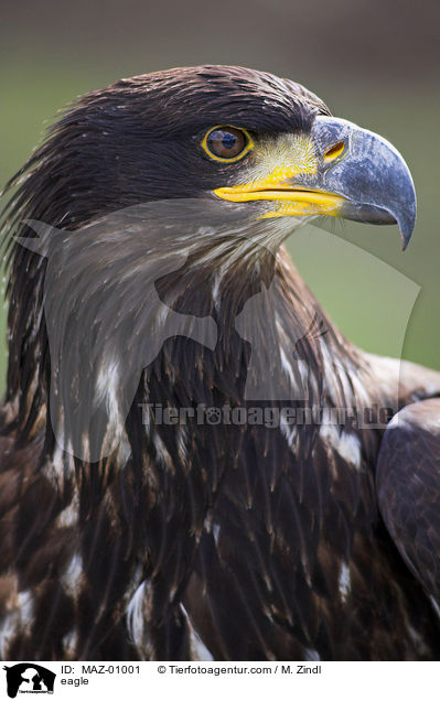 Adler / eagle / MAZ-01001