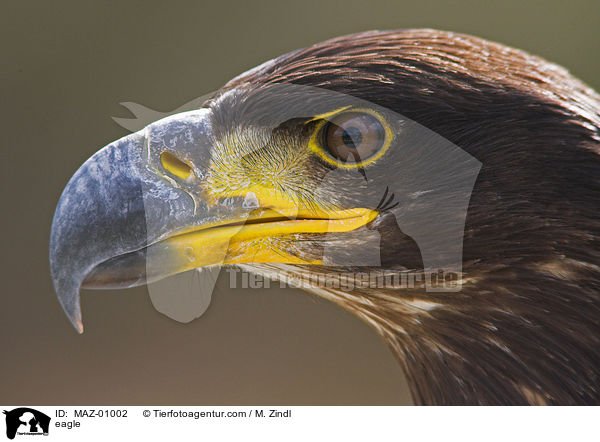 Adler / eagle / MAZ-01002