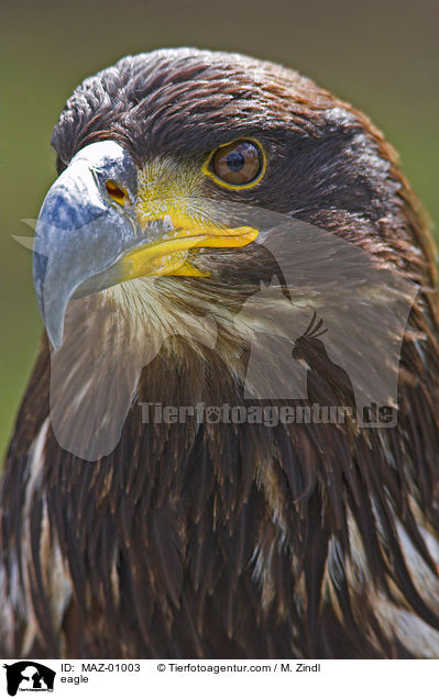 Adler / eagle / MAZ-01003