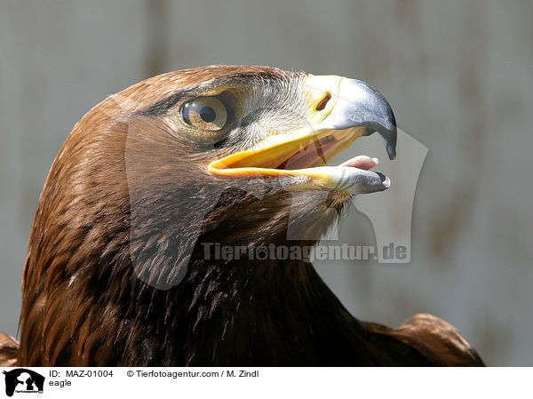 Adler / eagle / MAZ-01004
