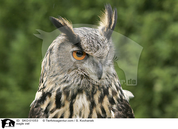 eagle owl / SKO-01053