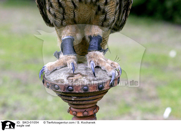 europischer Uhu / eagle owl / SKO-01054