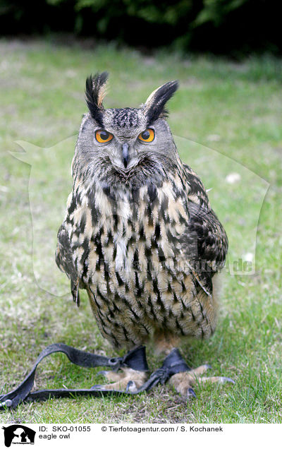 europischer Uhu / eagle owl / SKO-01055