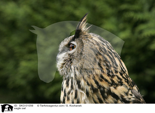 europischer Uhu / eagle owl / SKO-01056