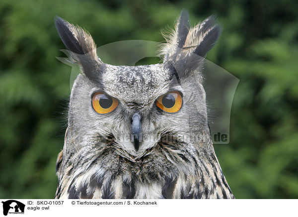 europischer Uhu / eagle owl / SKO-01057