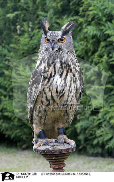 europischer Uhu / eagle owl / SKO-01058