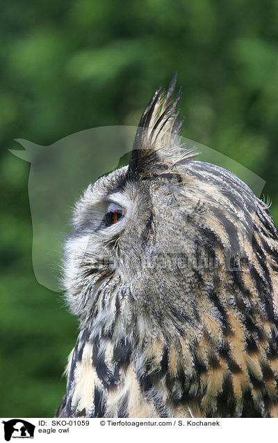 eagle owl / SKO-01059