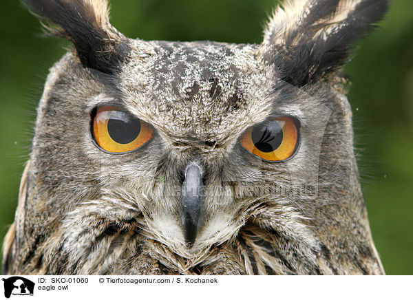 europischer Uhu / eagle owl / SKO-01060