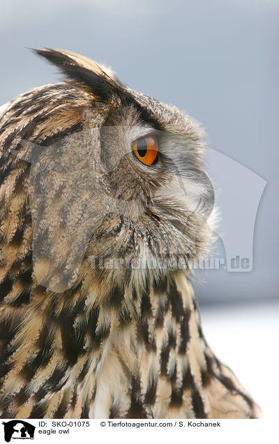europischer Uhu / eagle owl / SKO-01075