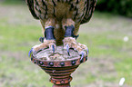 eagle owl