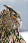 eagle owl