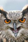 eagle owl