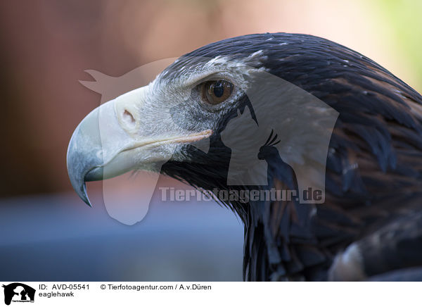 Keilschwanzadler / eaglehawk / AVD-05541