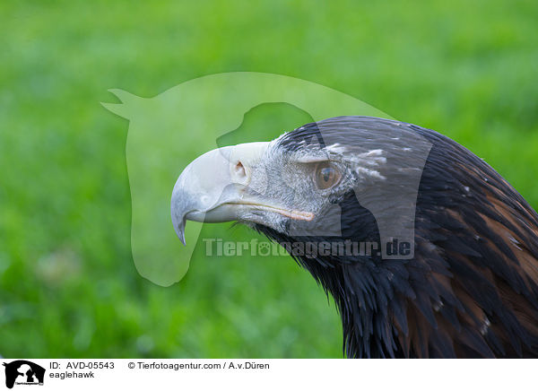 eaglehawk / AVD-05543