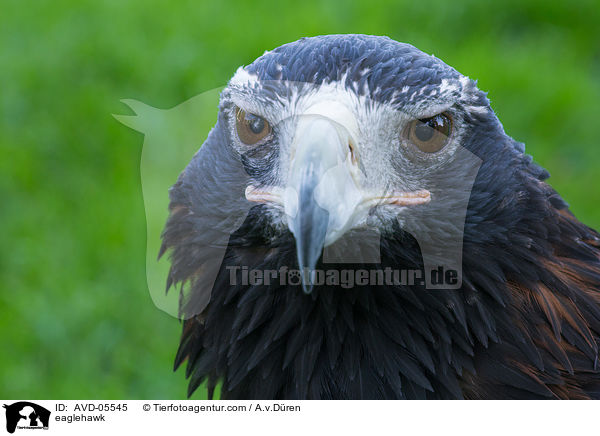 eaglehawk / AVD-05545