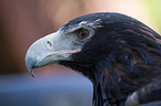 eaglehawk