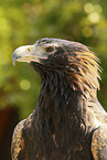 eaglehawk