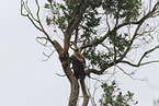 wedge-tailed eagle