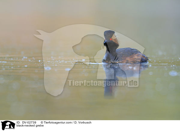 black-necked grebe / DV-02739