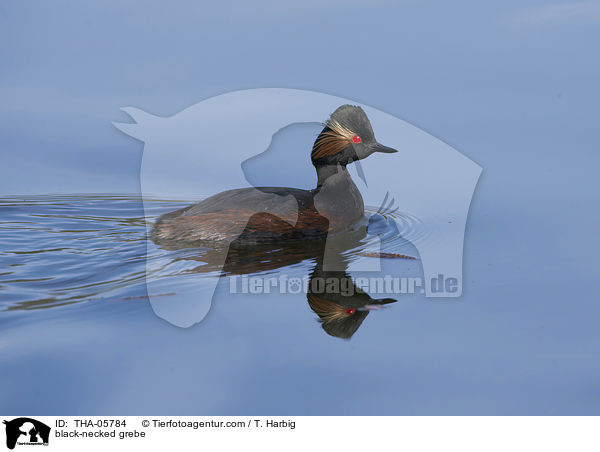 black-necked grebe / THA-05784