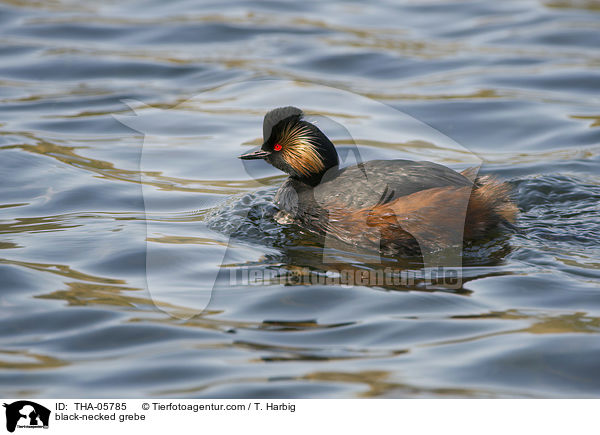 Schwarzhalstaucher / black-necked grebe / THA-05785