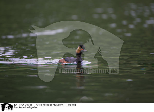 Schwarzhalstaucher / black-necked grebe / THA-05788